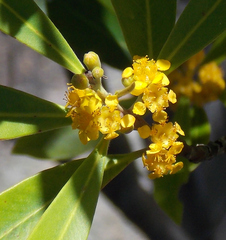 Tristaniopsis laurina