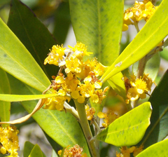 Tristaniopsis laurina