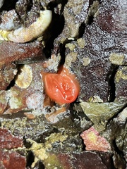 Cnemidocarpa finmarkiensis