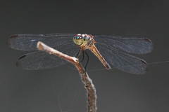 Cannaphila insularis