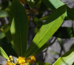 Tristaniopsis laurina