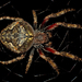 Knobbled Orbweaver - Photo (c) Saryu Mae, some rights reserved (CC BY), uploaded by Saryu Mae