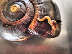 Maoriconcha oconnori