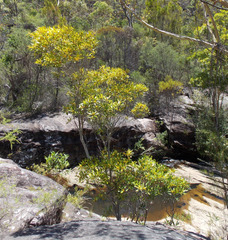 Tristaniopsis laurina