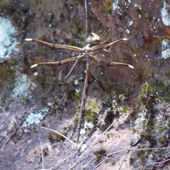 Telephlebia godeffroyi