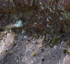 Telephlebia godeffroyi