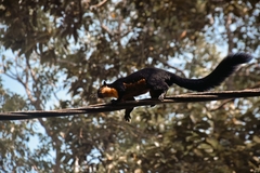 Ratufa bicolor