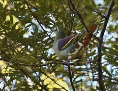 Treron curvirostra