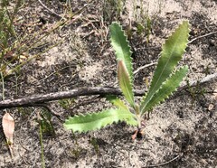 Banksia ornata