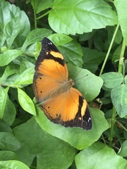 Doleschallia bisaltide