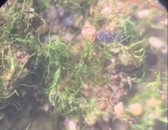 Dicranella schreberiana