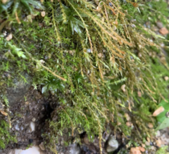 Dicranella schreberiana