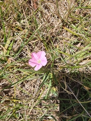 Convolvulus angustissimus
