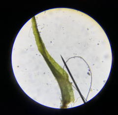 Dicranella schreberiana