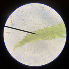 Dicranella schreberiana