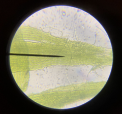 Dicranella schreberiana