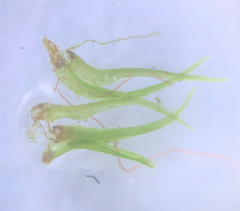 Dicranella schreberiana