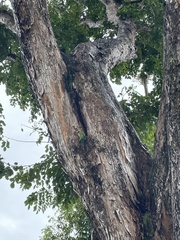 Psittacula alexandri