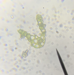 Dicranella schreberiana