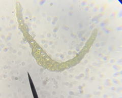 Dicranella schreberiana