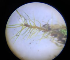 Dicranella schreberiana