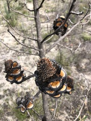 Banksia ornata