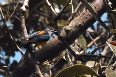 Dicaeum trigonostigma