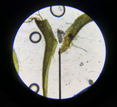 Dicranella schreberiana