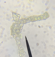 Dicranella schreberiana