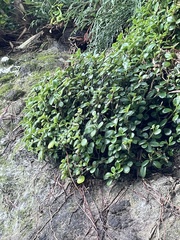 Peperomia urvilleana