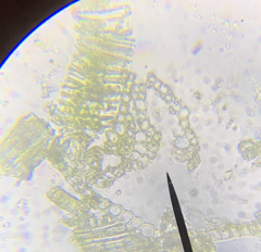 Dicranella schreberiana