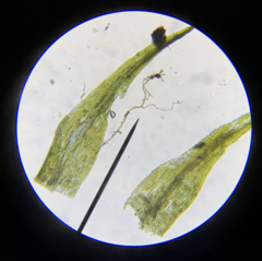 Dicranella schreberiana