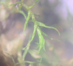 Dicranella schreberiana