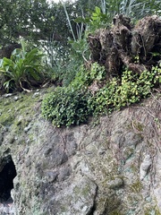 Peperomia urvilleana