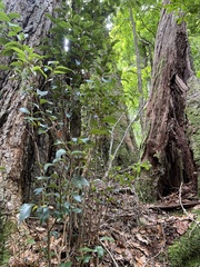 Nothofagus moorei