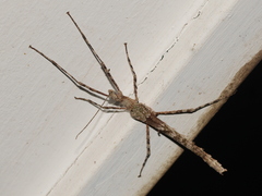 Xeroderus kirbyi