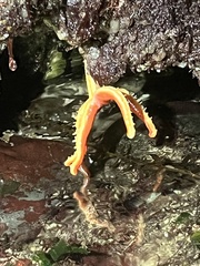 Henricia