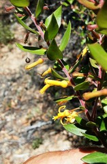 Persoonia oblongata