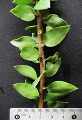 Persoonia oblongata