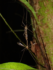 Austrolimnophila argus