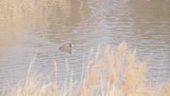 Fulica atra