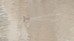 Fulica atra