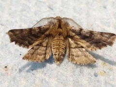 Apochima flabellaria