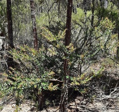 Persoonia oblongata
