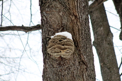 Laetiporus sulphureus