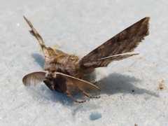 Apochima flabellaria