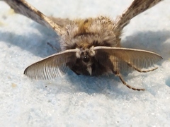 Apochima flabellaria