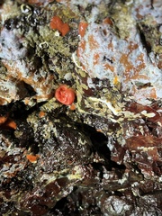 Cnemidocarpa finmarkiensis