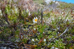 Brachyscome stolonifera