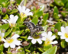 Heliothela floricola